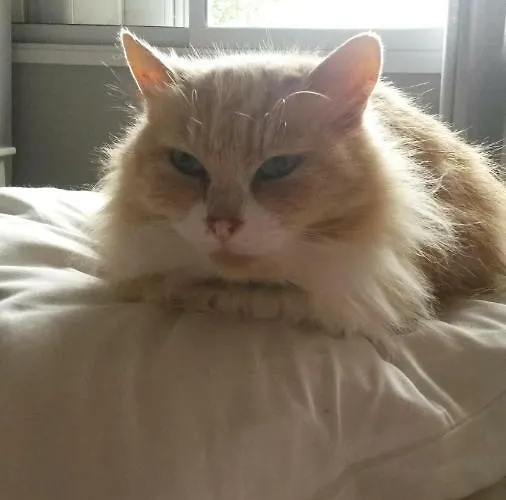 Διαμέρισμα Casa Reginella